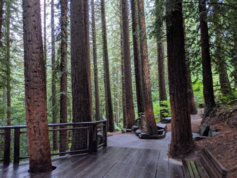 Redwood observation deck - 15 may 2018 ... From the on ramp the Marquam Trail climbed through a nice but noisy forest for a about .6 miles to SW Patton Road. Here the route followed the ...